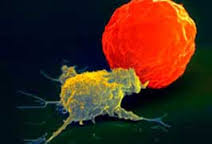 gravidanza e sistema immunitario